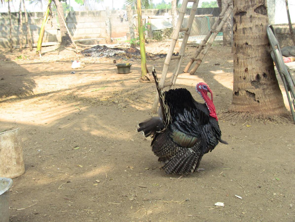 Holiyday in VGF Farm House Dānishpet Dış mekan fotoğraf