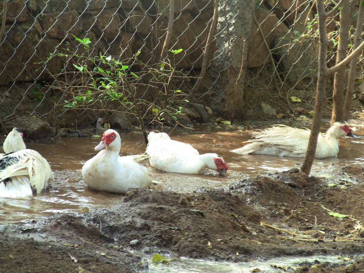 Holiyday in VGF Farm House Dānishpet Dış mekan fotoğraf